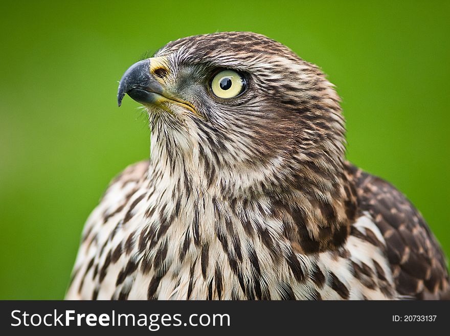 Goshawk portrait of one of the fastest birds