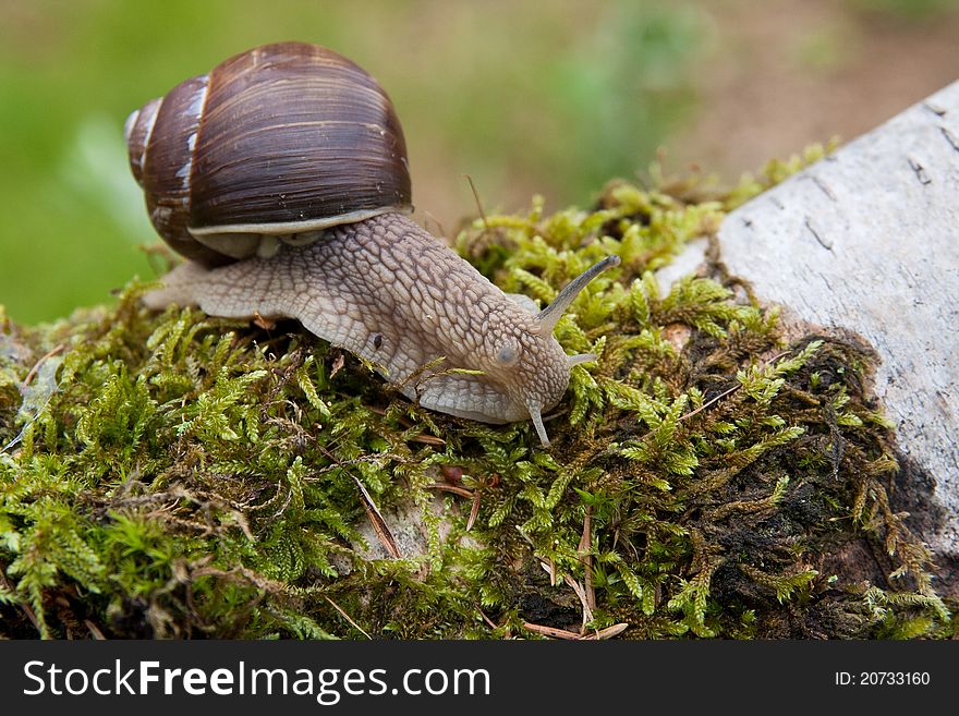 Garden snail is a type of terrestrial snails. Garden snail is a type of terrestrial snails