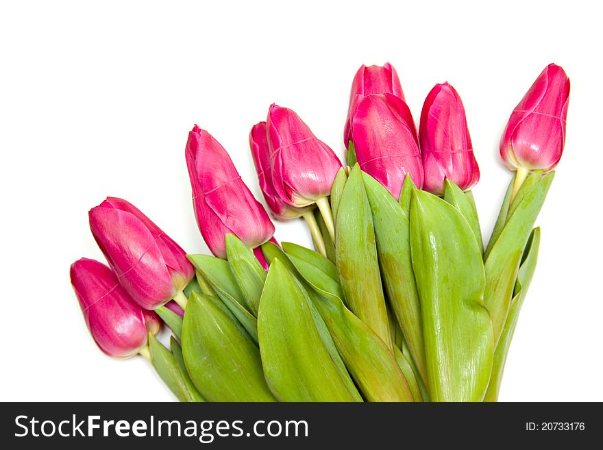 Beautiful spring tulips bunch isolated over white background