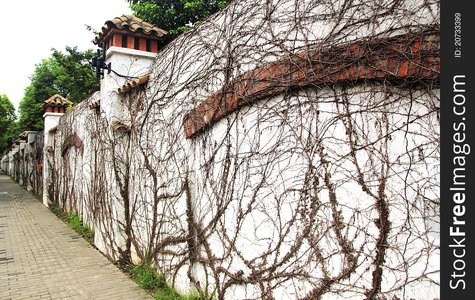 Picture be shot at pudong shanghai. it's a villa area , around it is the nice wall with the ivy on it .