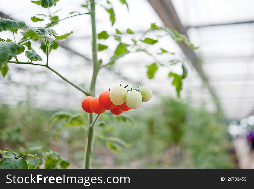 Fresh cherry tomatos in greenhouse