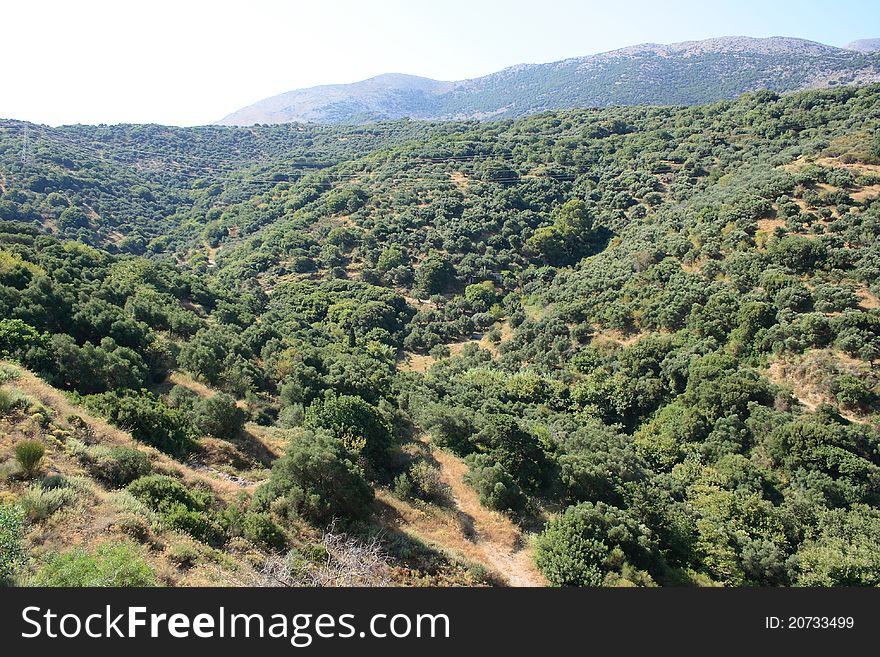 Summer in Greek hills with olive grove, Crete