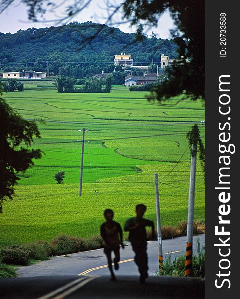 Mature ricefields in central Taiwan. Mature ricefields in central Taiwan
