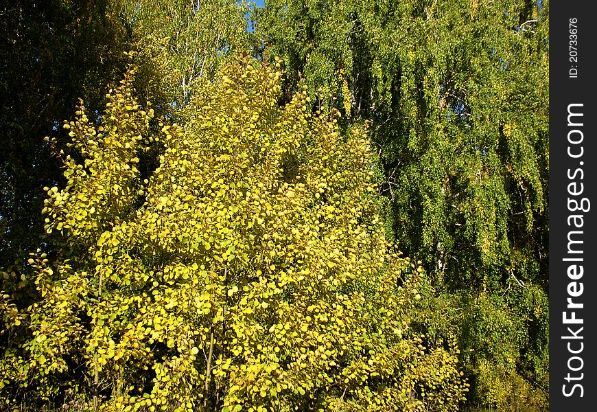 There are blue sky,autumn trees and blue sky