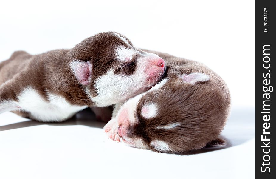 2 puppy siberian husky sleep on white background. 2 puppy siberian husky sleep on white background.