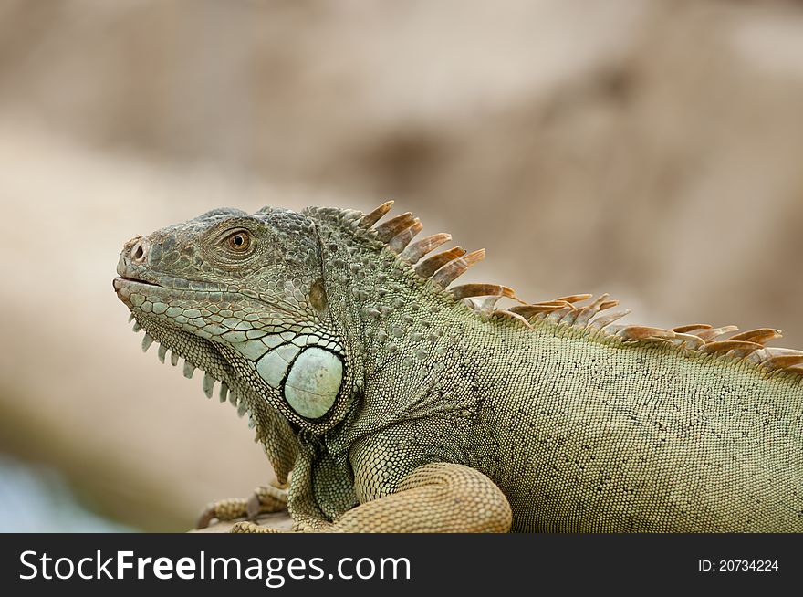A detailed shot of an Iguana showing the armored skin.