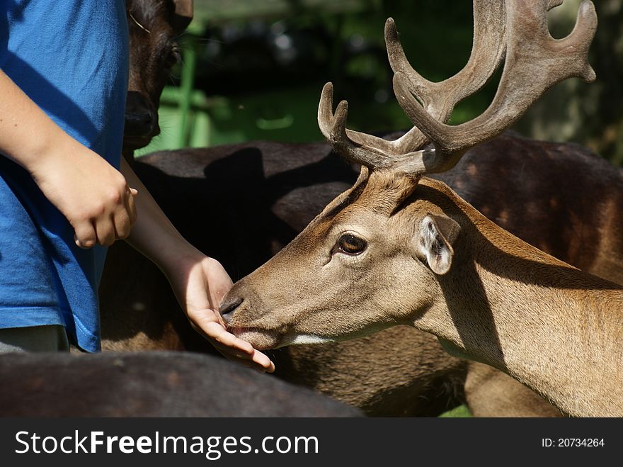 Detail of fallow buck eating from a hand. Detail of fallow buck eating from a hand