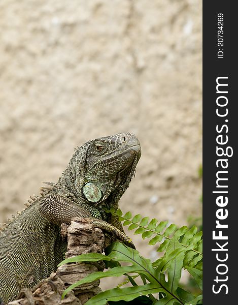 A detailed shot of an Iguana showing the armored skin.