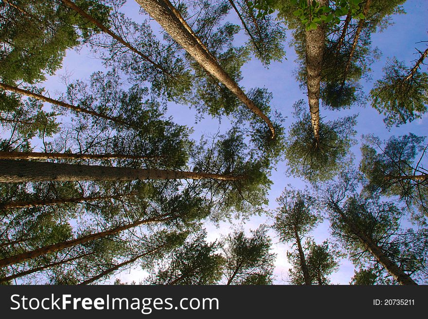 Pine forest trunks and canopy