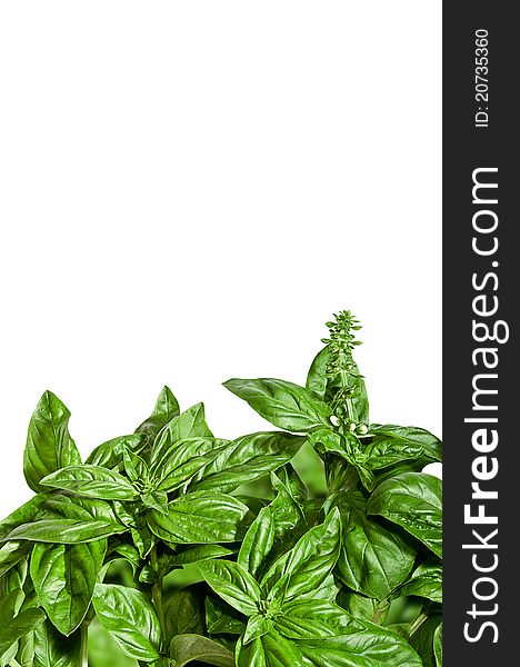 Fragrant basil border, isolated on white, with plenty of copyspace. Summer concept, Mediterranean cuisine concept. Fragrant basil border, isolated on white, with plenty of copyspace. Summer concept, Mediterranean cuisine concept.