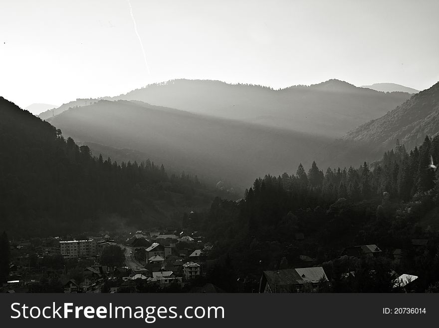 Coniferous Forest On The Mountain