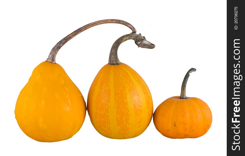 Isolated three small yellow pumpkins. Isolated three small yellow pumpkins