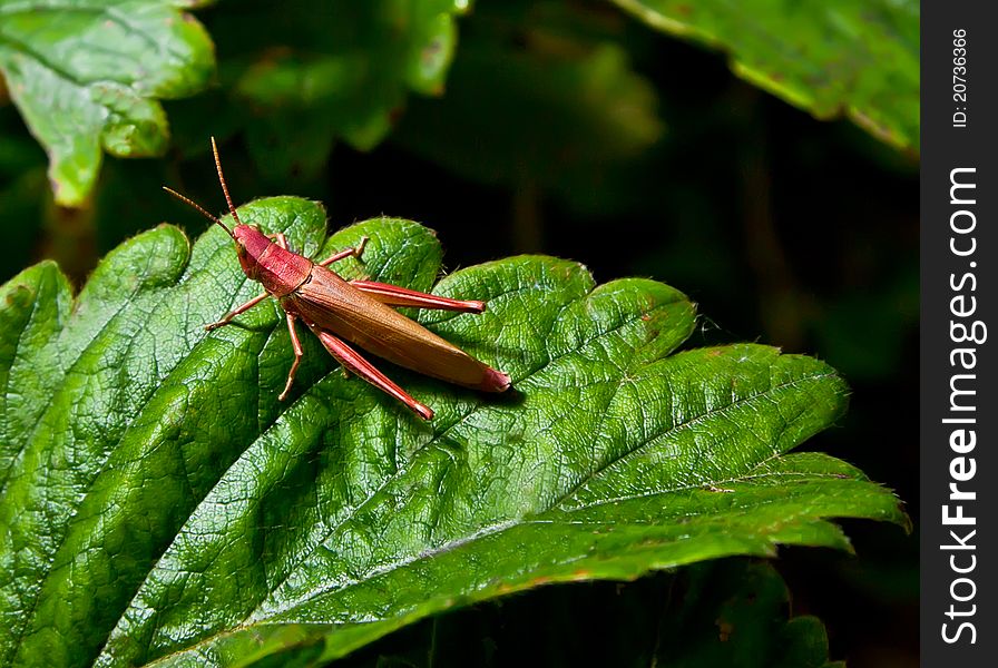 Brown grasshopper sitting on a leaf. Brown grasshopper sitting on a leaf