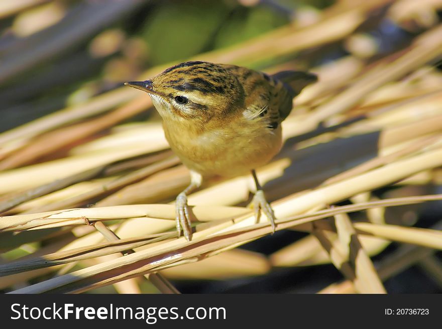 Sedge Warbler (Acrocephalus schoenobaenus)