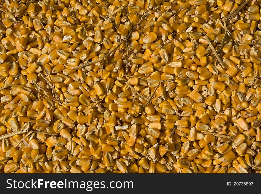 Closeup of corn kernels and straw