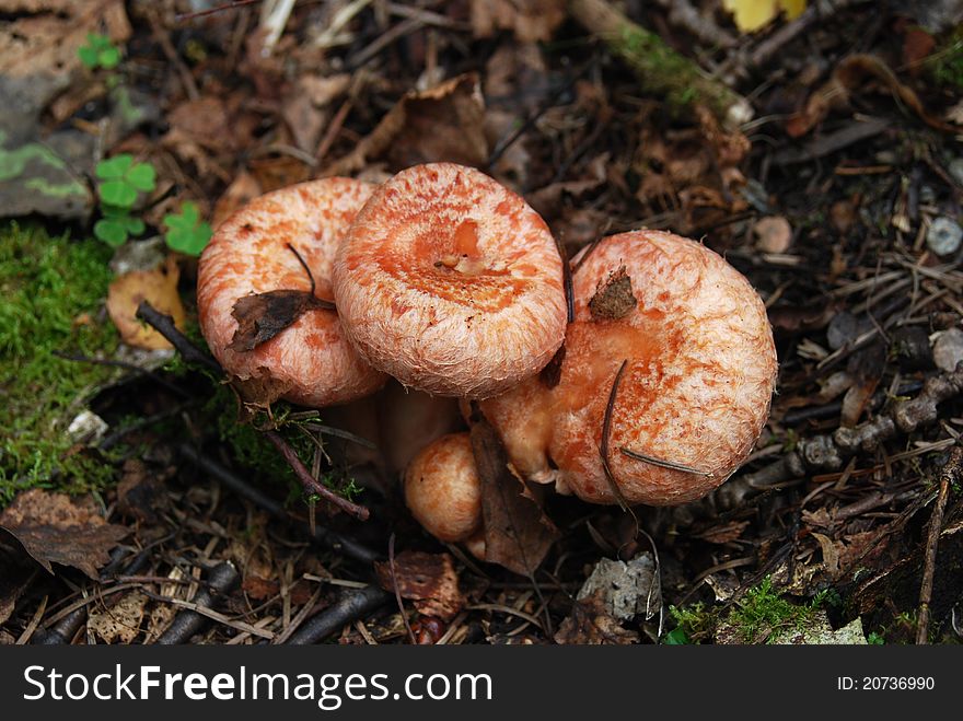Coral milky cap mushrooms (Lactarius torminosus). Coral milky cap mushrooms (Lactarius torminosus)