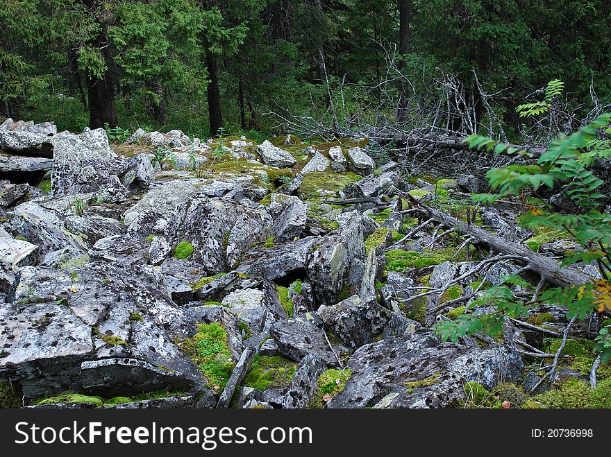 Wind-fallen trees and slide-rocks. Wind-fallen trees and slide-rocks