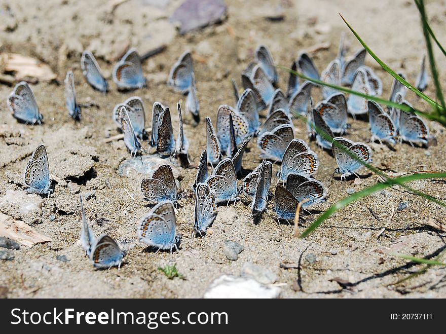 Butterflies on the sand of riverside. Butterflies on the sand of riverside