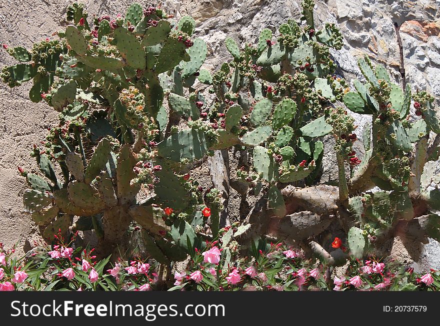 Cactus Flowers And Oleanders Provence