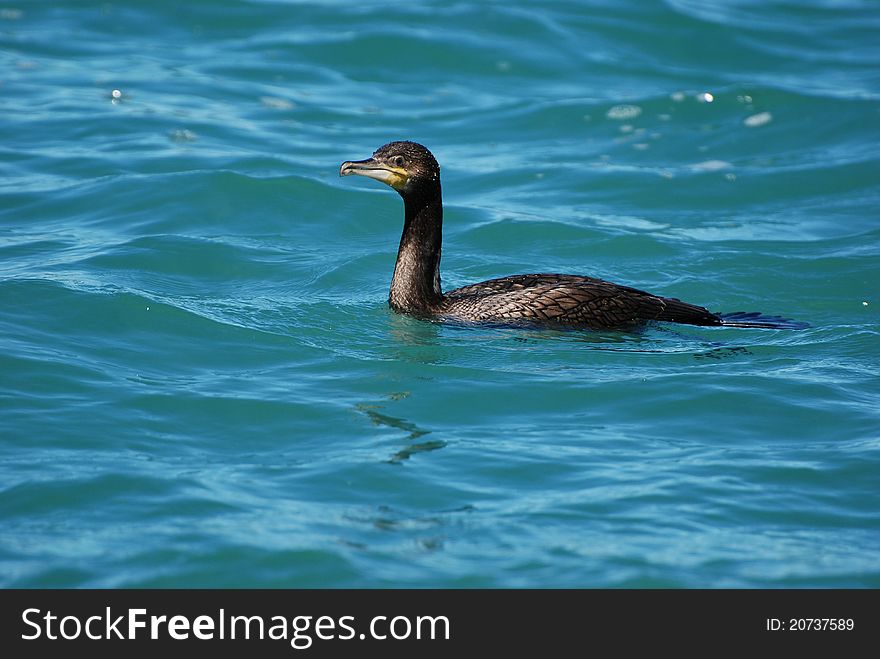 Cormorant swimming on water in lake