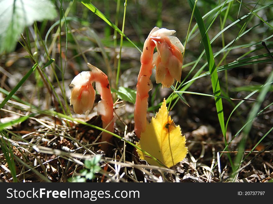Hypopitys monotropa, also known as Dutchman's Pipe, Yellow Bird's-nest or Pinesap, it is a myco-heterotroph, getting its food through parasitism upon fungi rather than photosynthesis