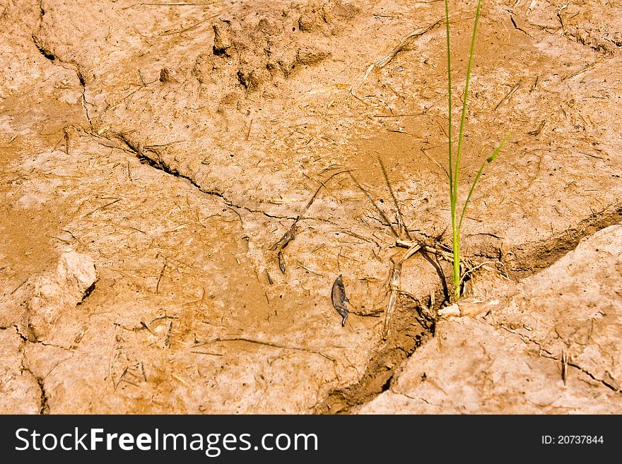 Plant in Dry brown soil with crack