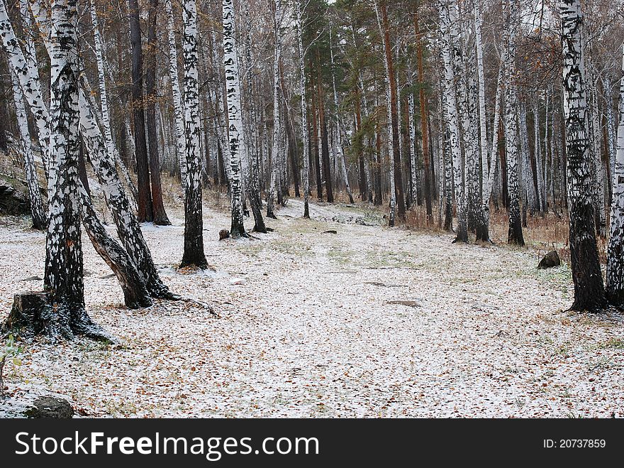 Late autumn birch path under snow