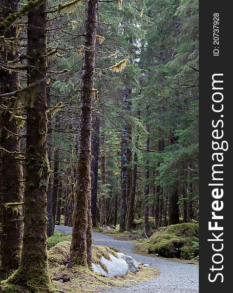 Rain forest in Juneau, Alaska, near Mendenhall glacier, in the summertime.