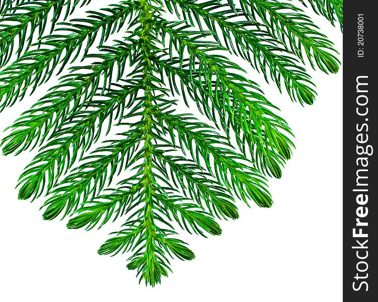 Pine branches isolated on white background