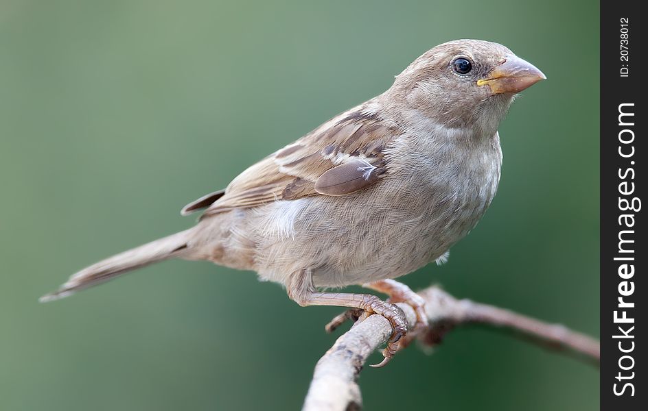Female Sparrow Perched