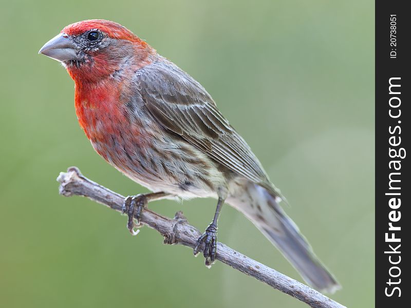 Male house finch perched on tree branch