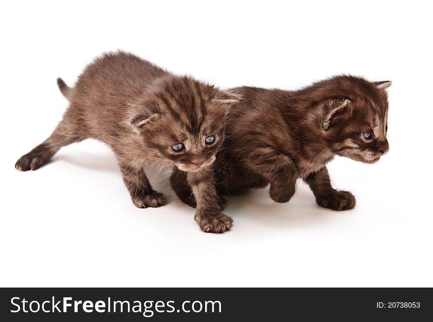 Walking kittens