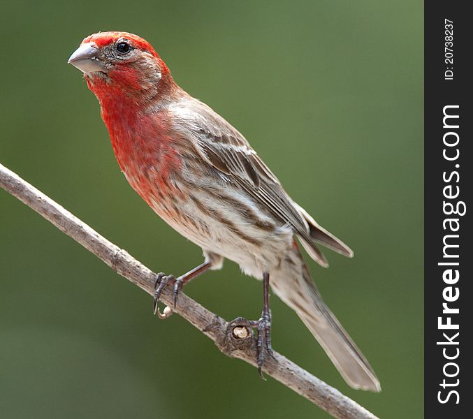 Male house finch perched on branch