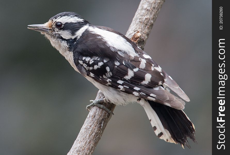 Female downy woodpecker perched onb branch