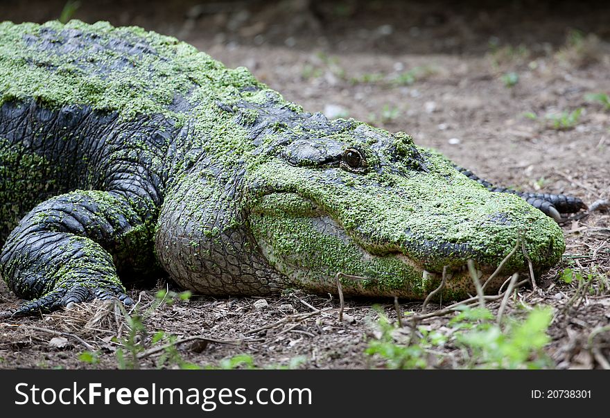 Large scum-covered alligator resting with eyes open