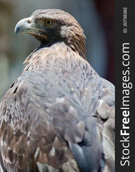 A profile of a golden eagle