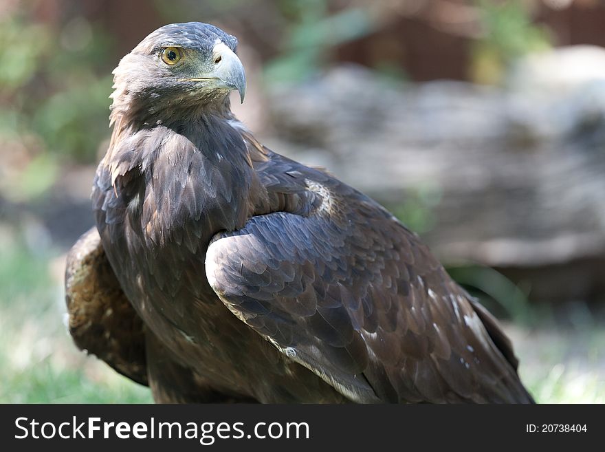 A large golden eagle standing on ground