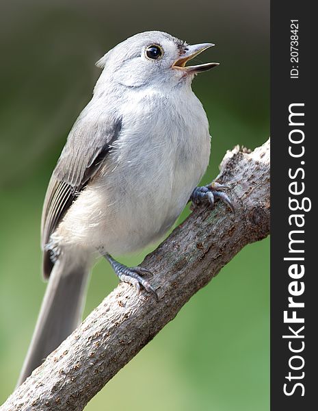 Titmouse perched on a tree branch and singing. Titmouse perched on a tree branch and singing