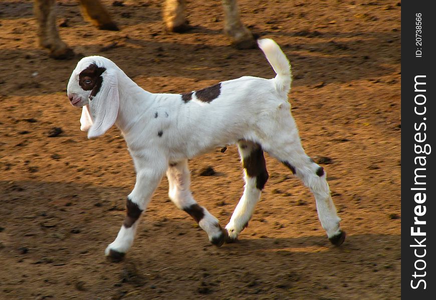 Kid Goat Playing