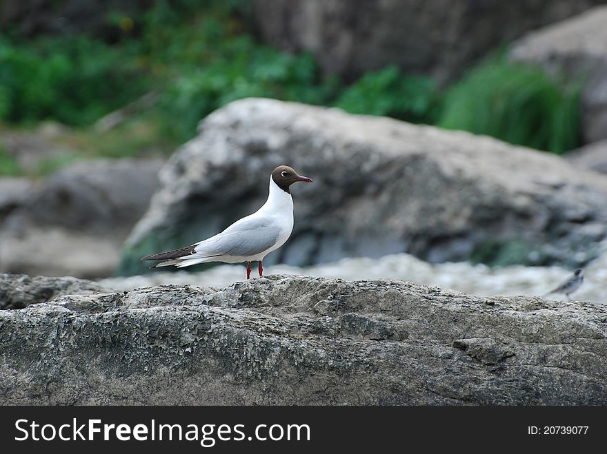 Gull against the river and stone background. Gull against the river and stone background