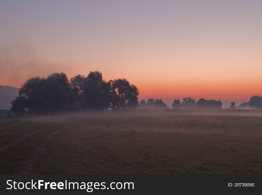 Silhouettes of trees in the morning sky. Silhouettes of trees in the morning sky