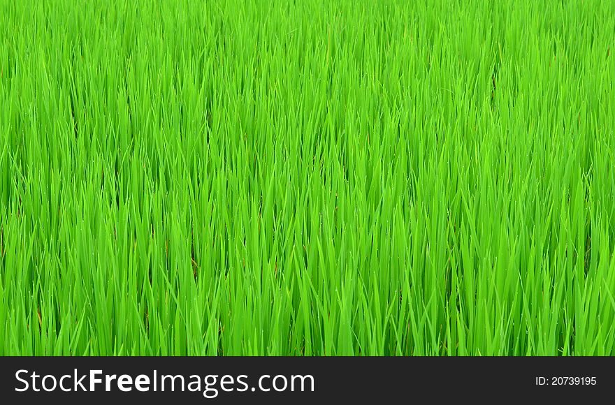 Background of rice field green grass in thailand. Background of rice field green grass in thailand