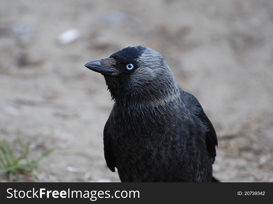 Portrait of jackdaw against the ground background. Portrait of jackdaw against the ground background