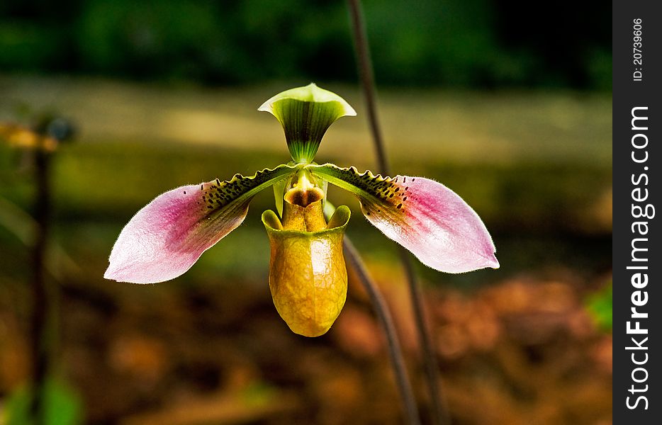 Orchid's flower and nice background. Orchid's flower and nice background.