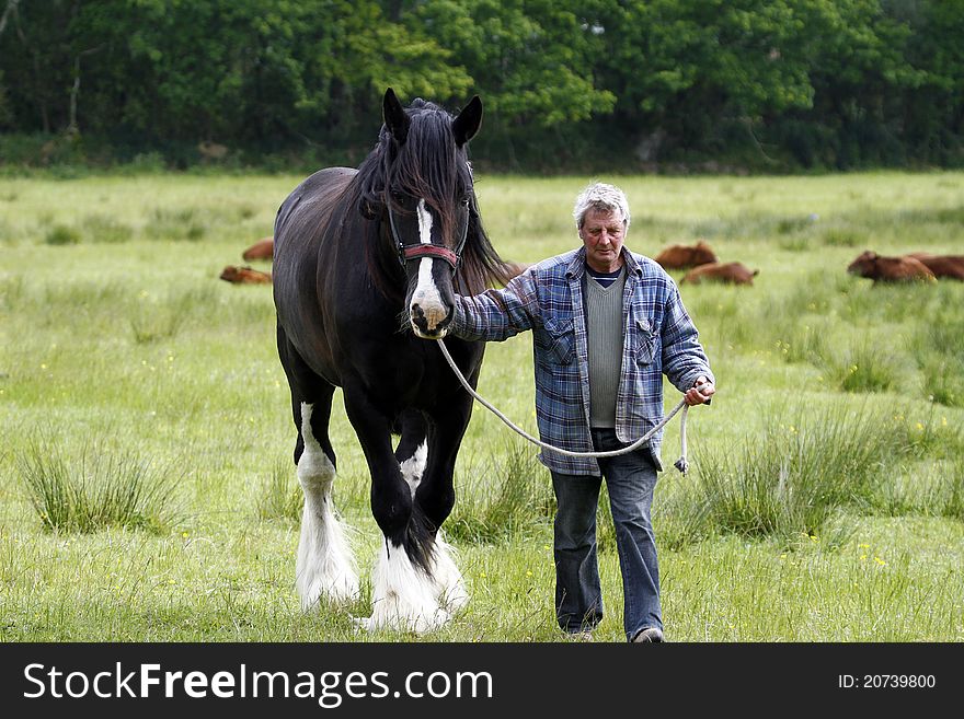 Working Shire Horse, a gentle giant on farm land. Working Shire Horse, a gentle giant on farm land.