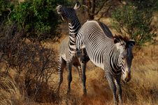 Grevy S Zebra Kicking Stock Images