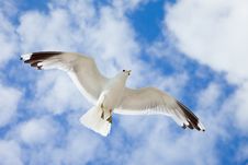 Sea Gull In The Blue Sky Royalty Free Stock Photography
