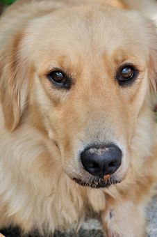 Portrait Of A Golden Retriever Stock Image Portrait Of A Golden Retriever Stock Image
