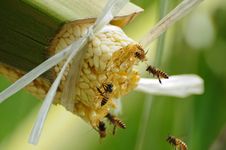 Bees Take Nectar From The Palm Tree Stock Images Bees Take Nectar From The Palm Tree Stock Images