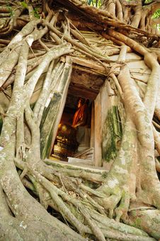 Root Of The Tree Absorbing The Ruins Of The Temple Royalty Free Stock Image Root Of The Tree Absorbing The Ruins Of The Temple Royalty Free Stock Image